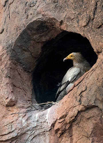 An Egyptian vulture in its nest at Ramadevarabetta Vulture Sanctuary at Ramanagara in Karnataka | Bhanu Prakash Chandra