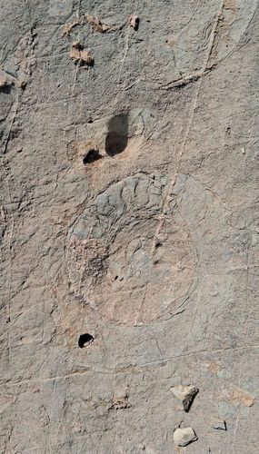 The circular, coiled impression in the rock, characteristic of an extinct group of marine molluscs | Mohsin Noor
