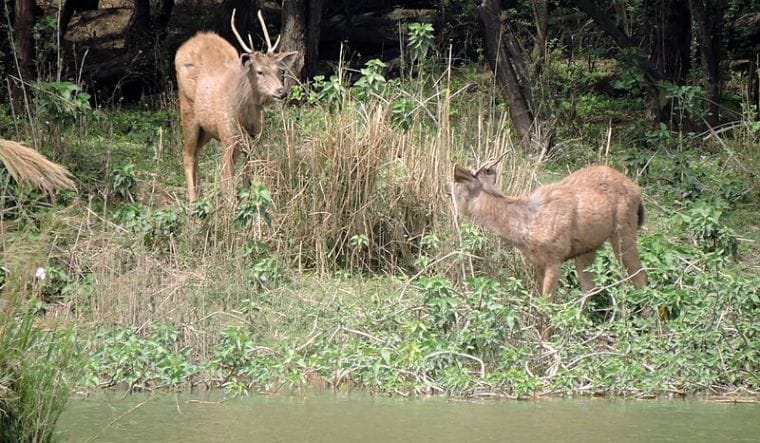 Located in the fragile Shivalik foothills, the ecologically sensitive Sukhna Wildlife Sanctuary envelops Chandigarh’s iconic Sukhna Lake and its catchment area | Wikimedia Creative Commons