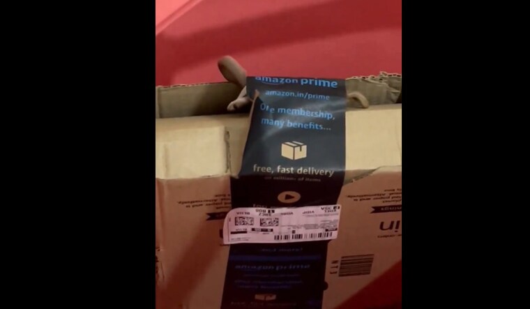 Poisonous snake found in Amazon package sent to Bengaluru woman: What ...