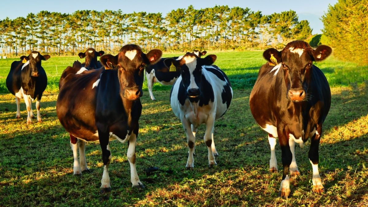 New Zealand friesian cows (Representative image)