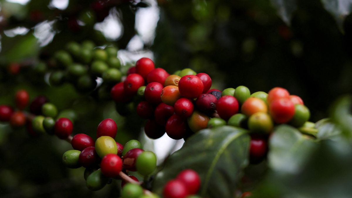 Coffee