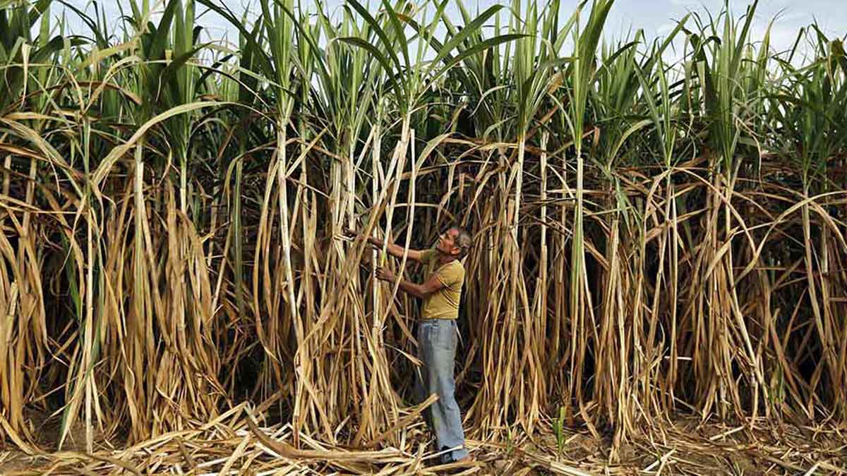 sugarcane-latest