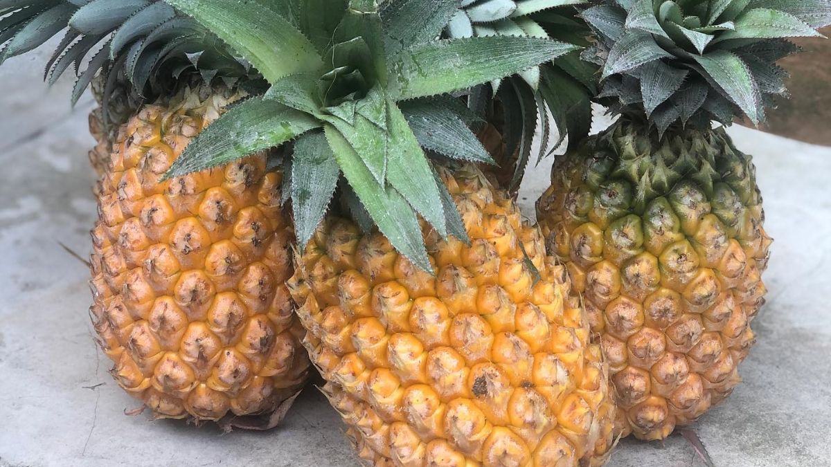 Queen pineapple, Tripura’s state fruit 