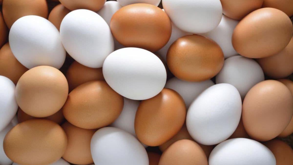 Indian food companies improve on responsible protein sourcing, but climate and animal welfare lag