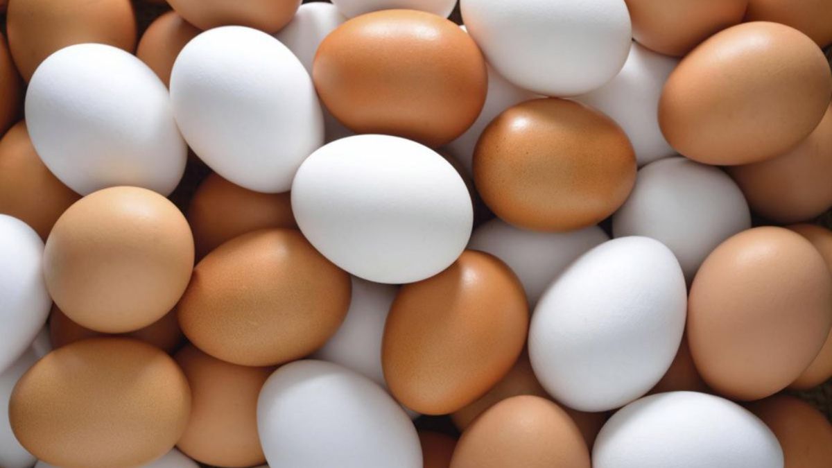 health-protein - 1