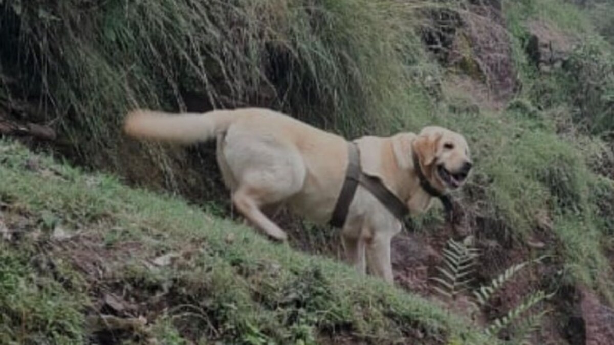 Kent, a female labrador, was part of the 21 Army Dog Unit | ANI