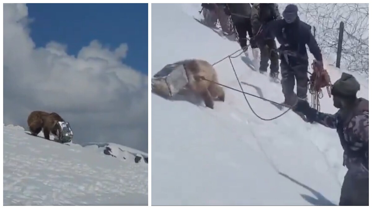 The viral video showed Indian Army soldiers rescuing a young bear | X