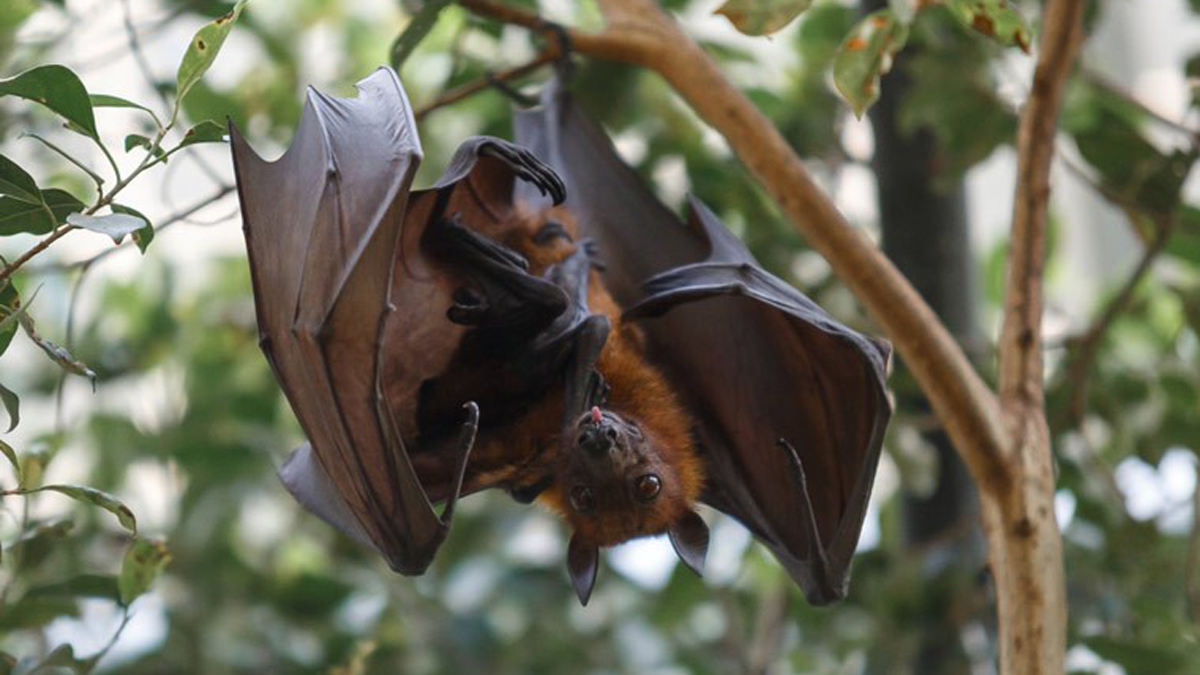 centre-tackling-zoonotic-outbreaks