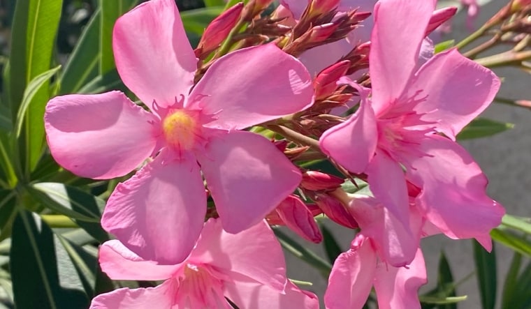 Image of oleander blossoms used for representation | Twitter