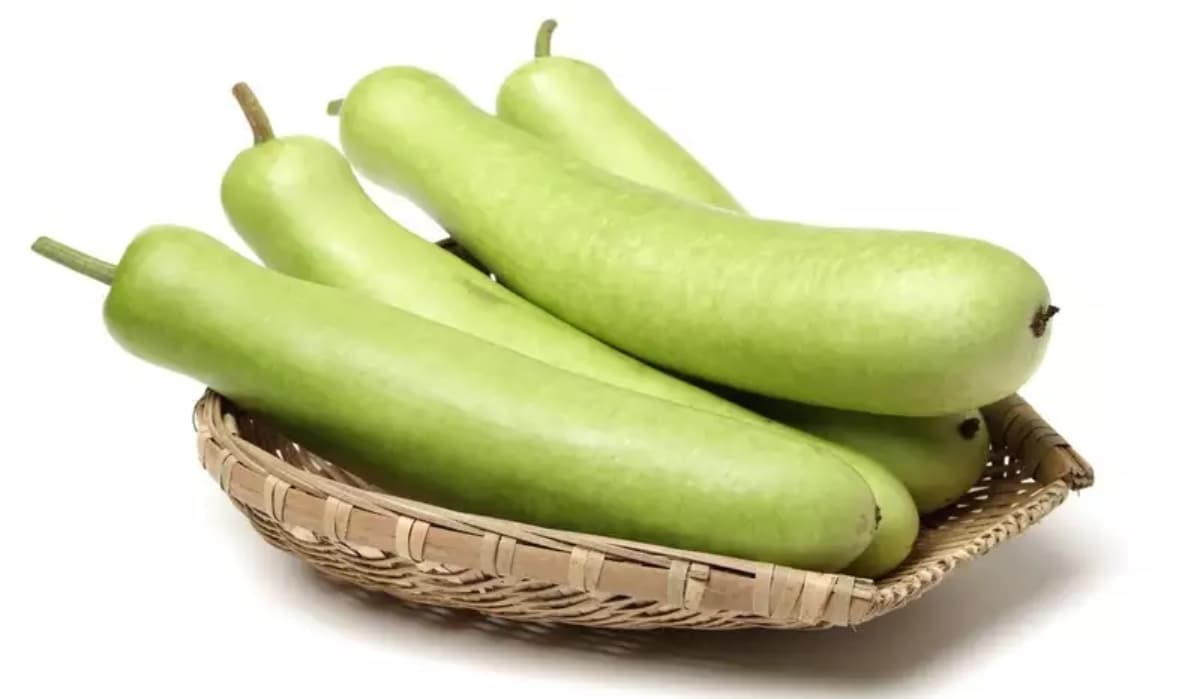 Image of bottle gourd used for representation | X