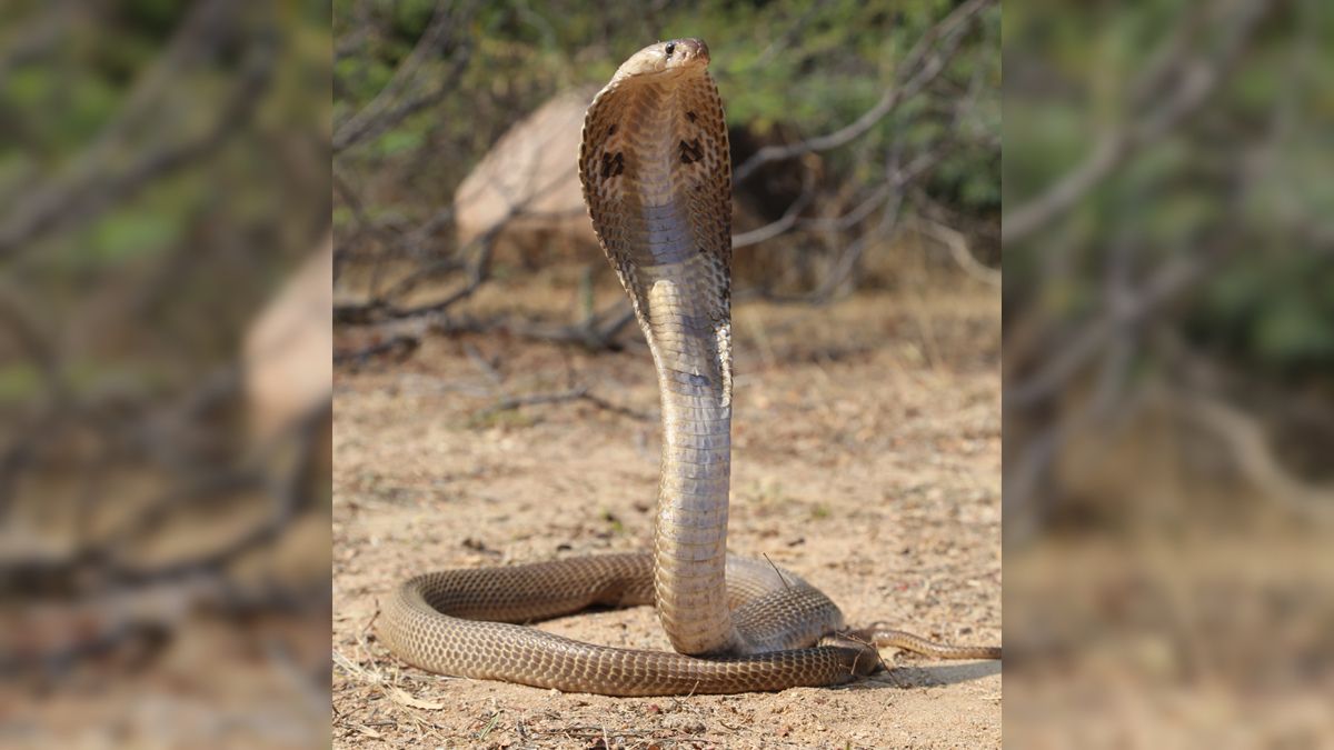 cobra