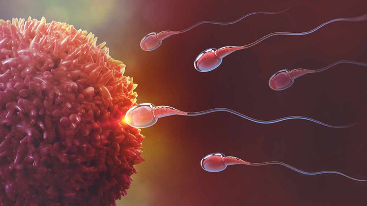 sperm-male-fertility-new-rep