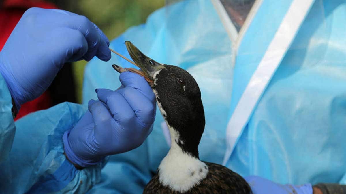 Can bird flu trigger the next global pandemic? Indian researchers ...