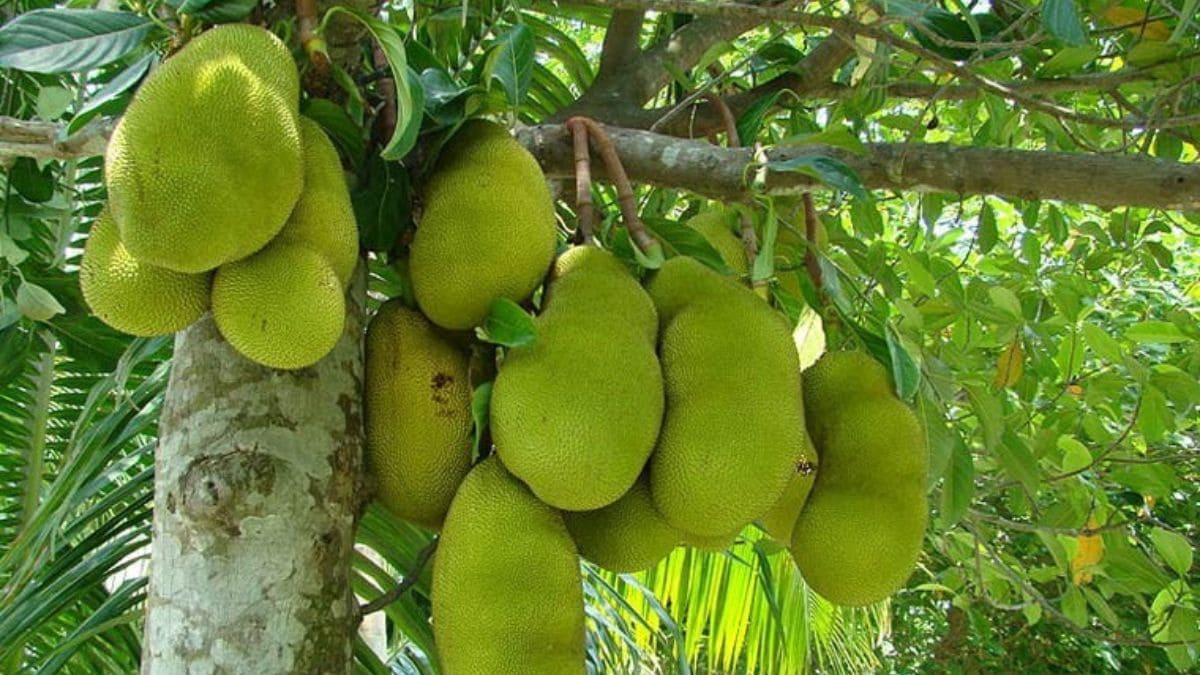 Jack-fruit - 1