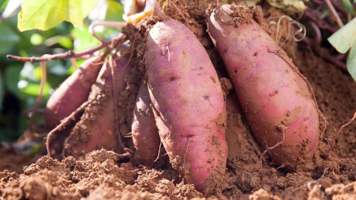 health-sweet-potato - 1