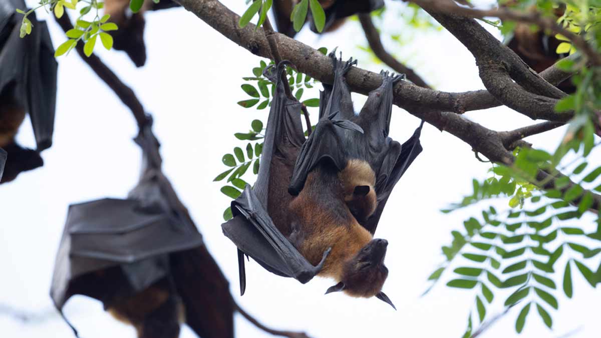 shutterstock-covid-bats