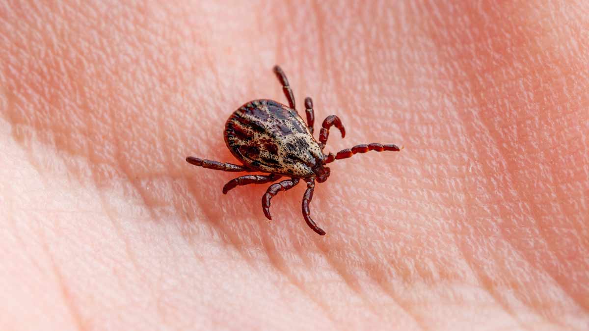 shutterstock-kyasanur-forest-disease-tick-borne