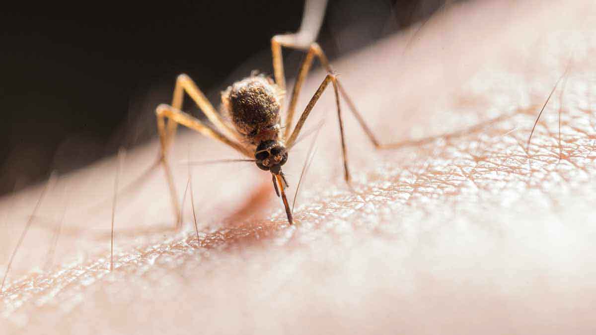 pexels-mosquitoes-chikungunya