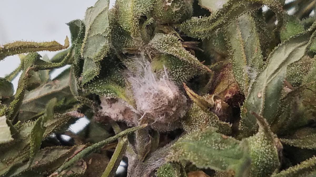 This image shows a colonisation of Fusarium head blight, a costly fungal disease, growing on field-grown hemp in Kentucky | AP | Nicole Gauthier 
