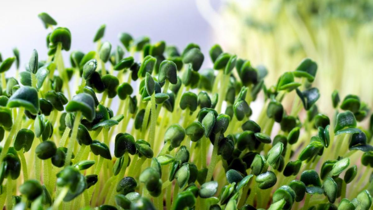 Microgreens - 1