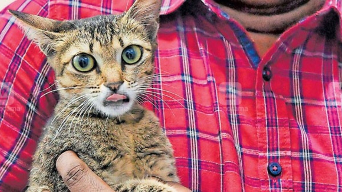 Image of a cat used for representation