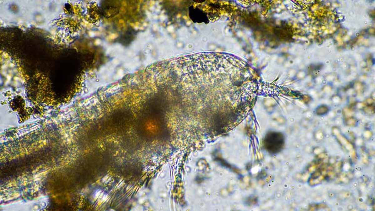 fungus-1200-675