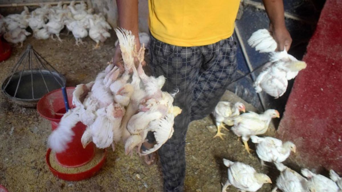 health-bird-flu - 1