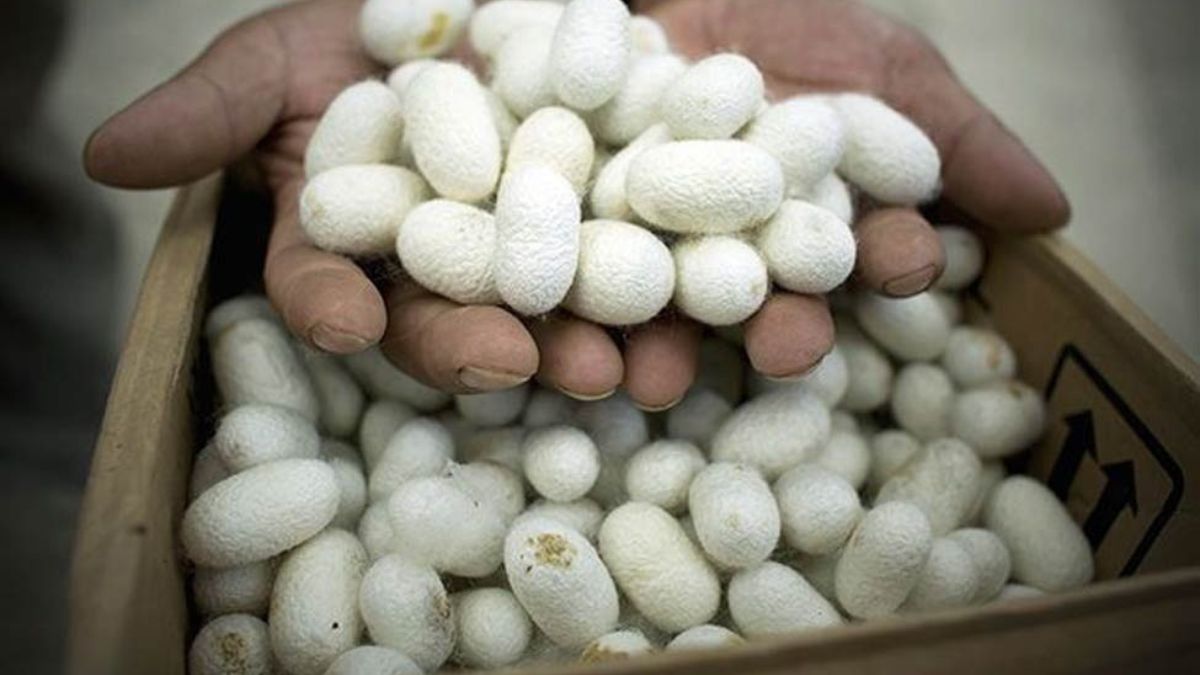 health-silkworm - 1