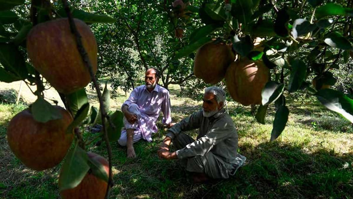 jammu-kashmir-apple-farming