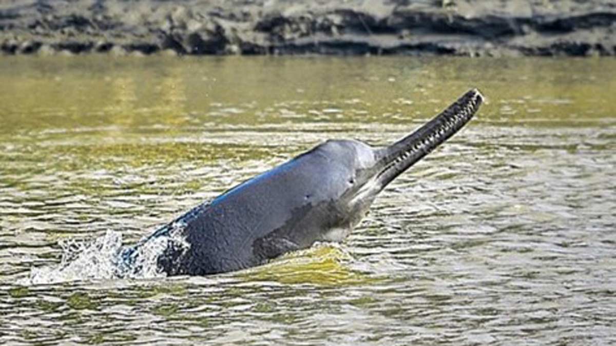 Ganga Dolphin