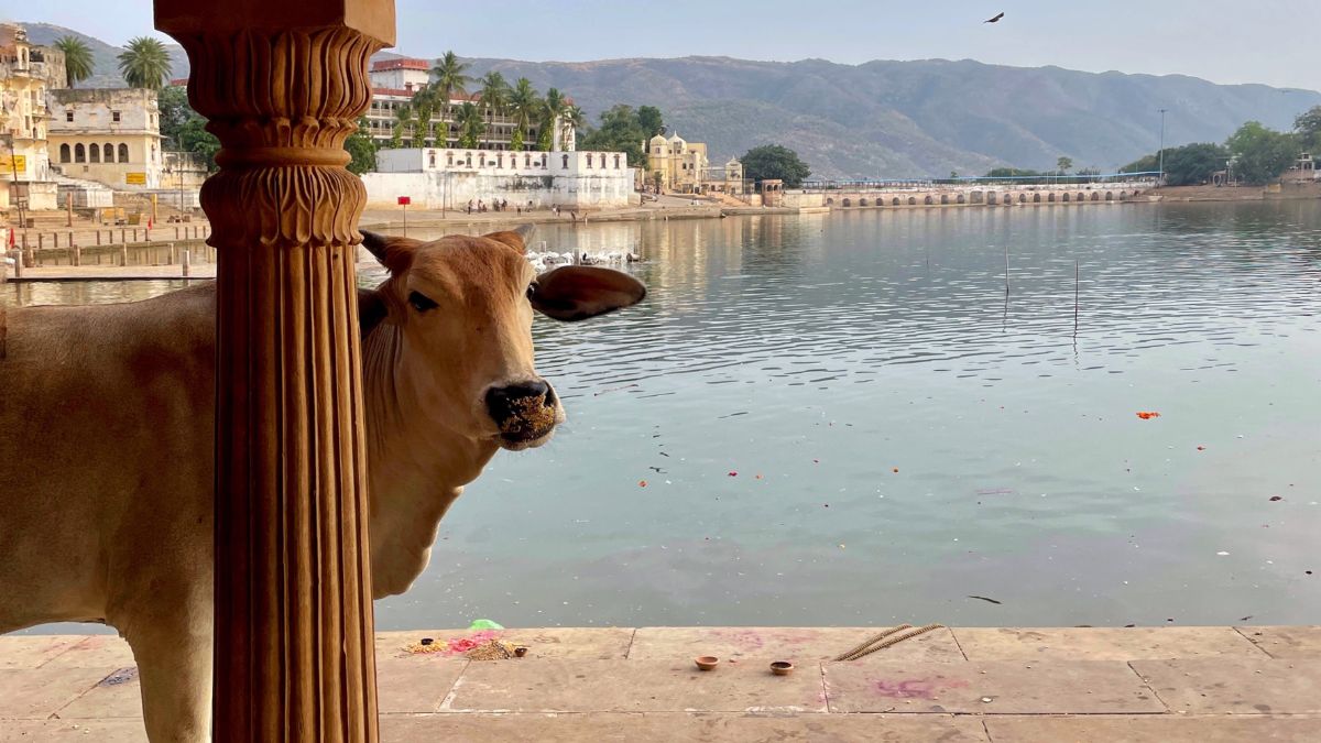 A cow roams near the banks of the Pushkar lake in Rajasthan | Nitin SJ