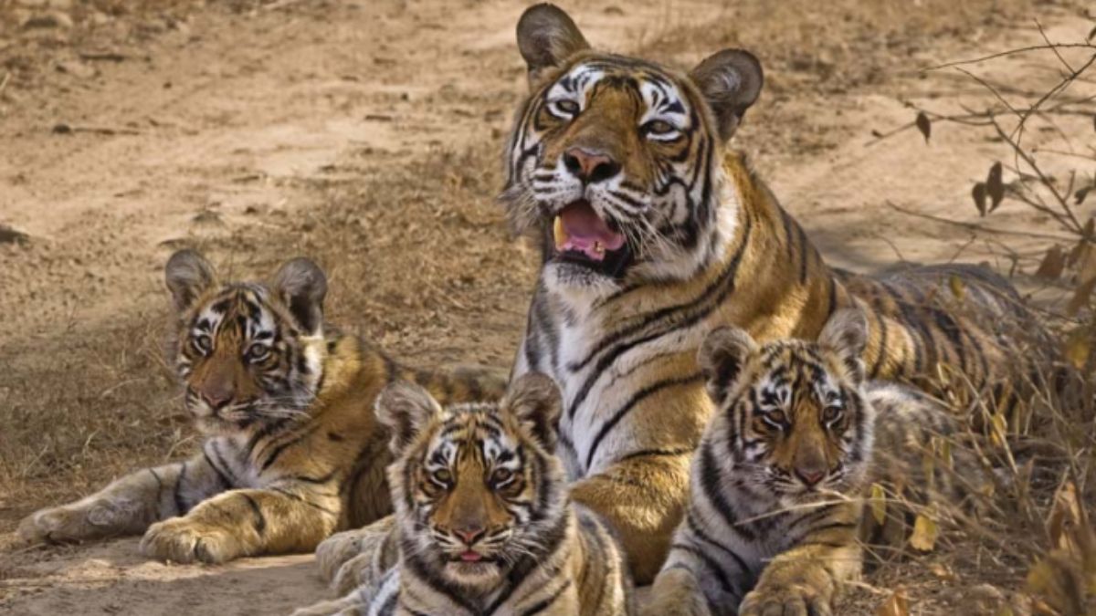 A tiger with its cubs in India | National Tiger Conservation Authority