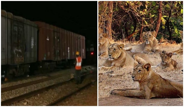 The lives of 10 Asiatic lions were saved in Gujarat by the loco pilot | PTI Photos
