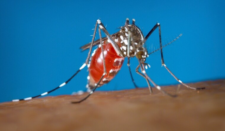 [FILE] A female Aedes mosquito acquiring a blood meal from a human host. | AP