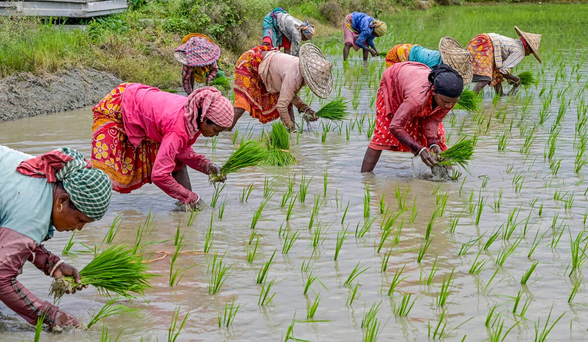 Nadia: Farmers plant paddy saplings in a field, on the day of the presentation of the Union Budget 2024-25 by Union Finance Minister Nirmala Sitharaman, in Nadia, Tuesday, July 23, 2024. (PTI Photo)(AP07_23_2024_000204A)