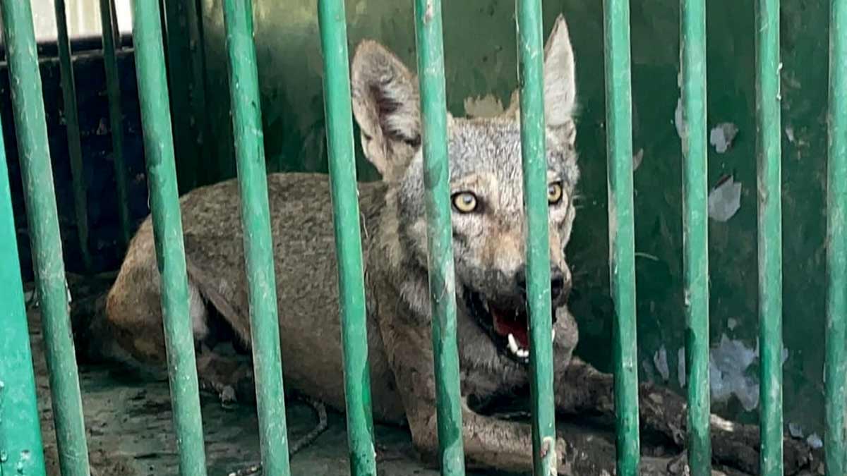 Bahraich wolf