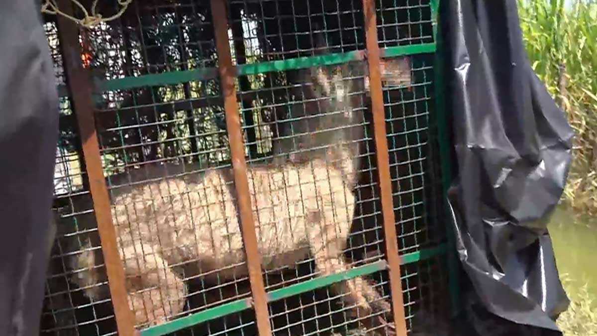 A wolf, part of a pack which has allegedly killed at least seven people, being taken in a cage after it was captured, in Bahraich district |  PTI