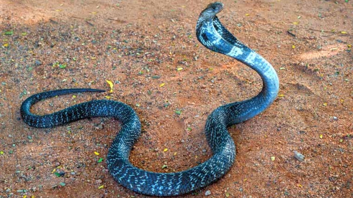 Image of a cobra used for representation [FILE]