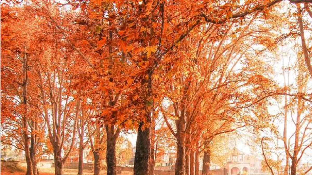 kashmir-chinar1