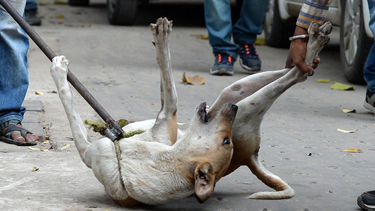 Stray dogs