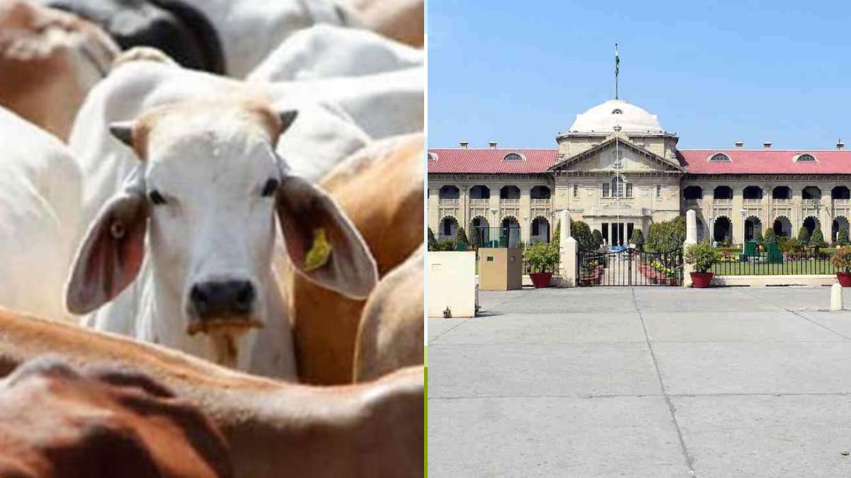allahabadhccowslaughter - 1