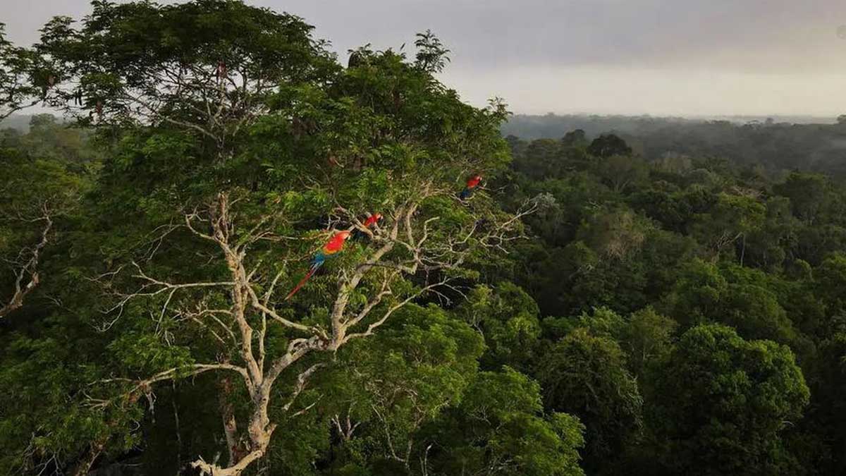 rain-forest301125