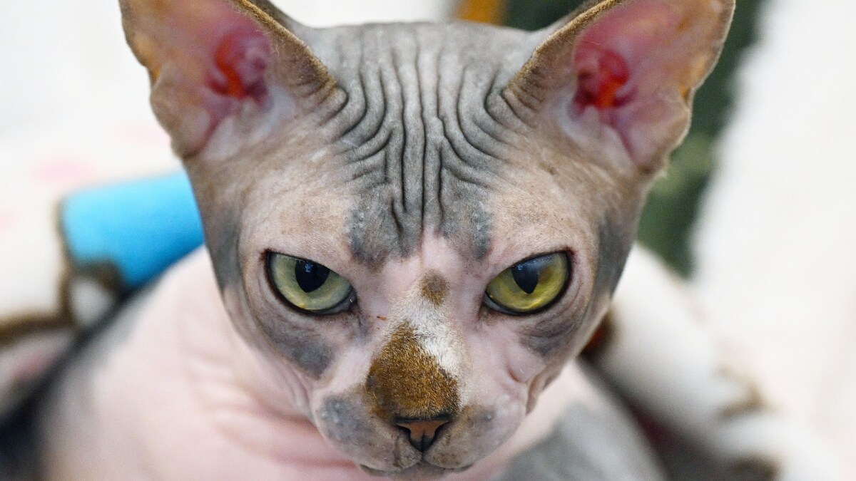 Image of a pet cat used for representation | AFP