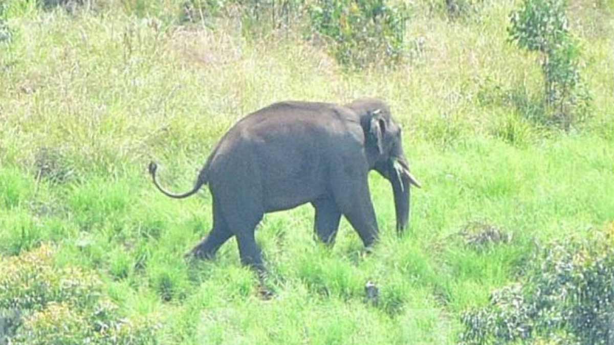 elephant
