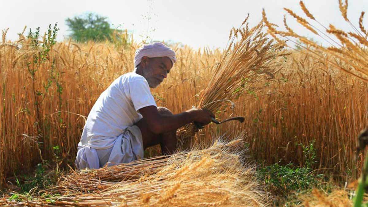 There is a shift from traditional crops like paddy and wheat to horticultural crops