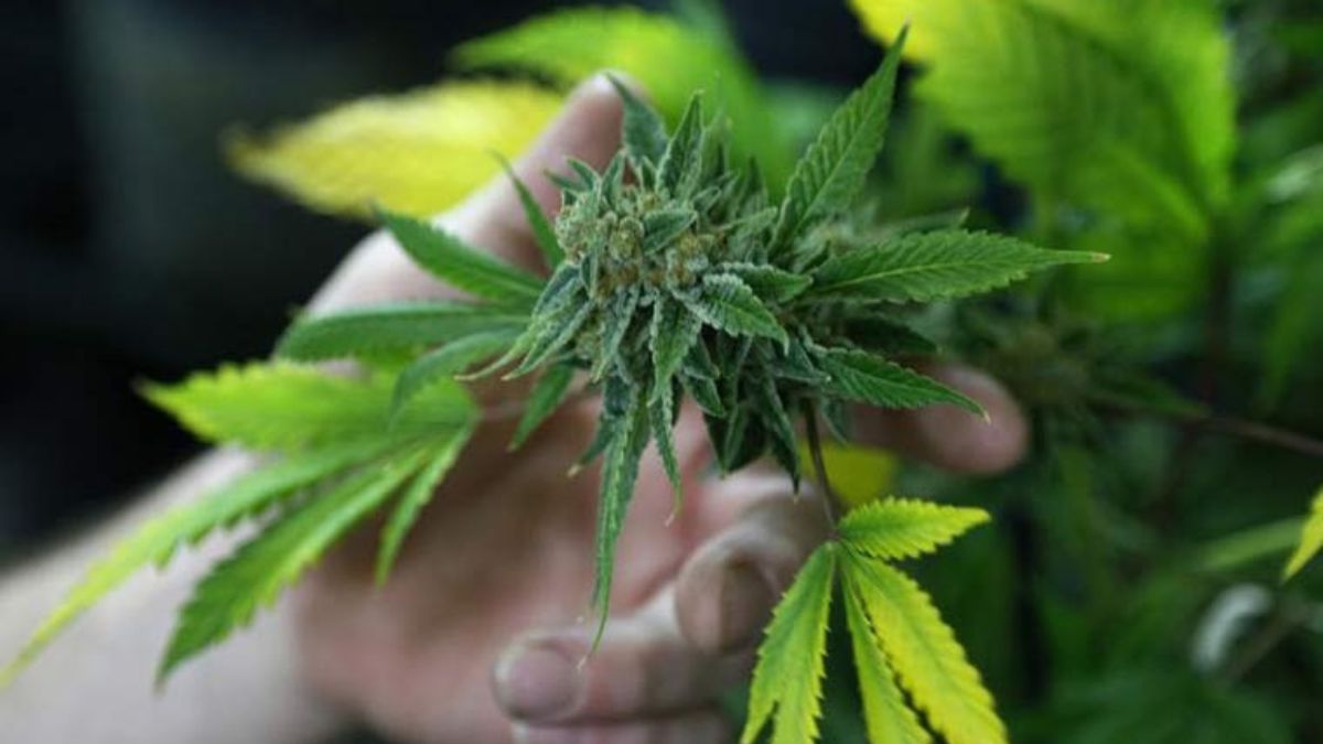 Cannabis - 1
