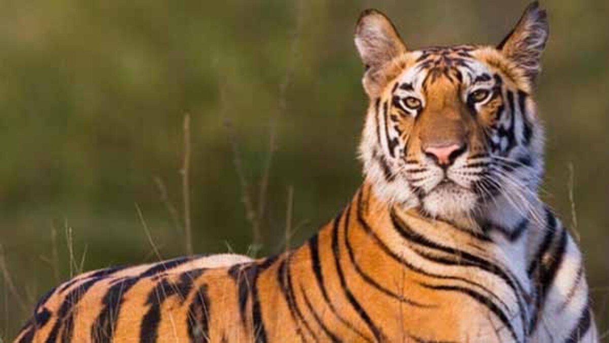 [FILE] Image of a tiger used for representation