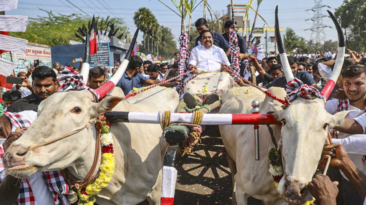 Salem: AIADMK General Secretary and Leader of the Opposition Edappadi K Palaniswami rides a bullock cart during the Pongal festival celebrations, in Salem, Tamil Nadu, Thursday, Jan. 15, 2026. (PTI Photo)(PTI01_15_2026_000369B)
