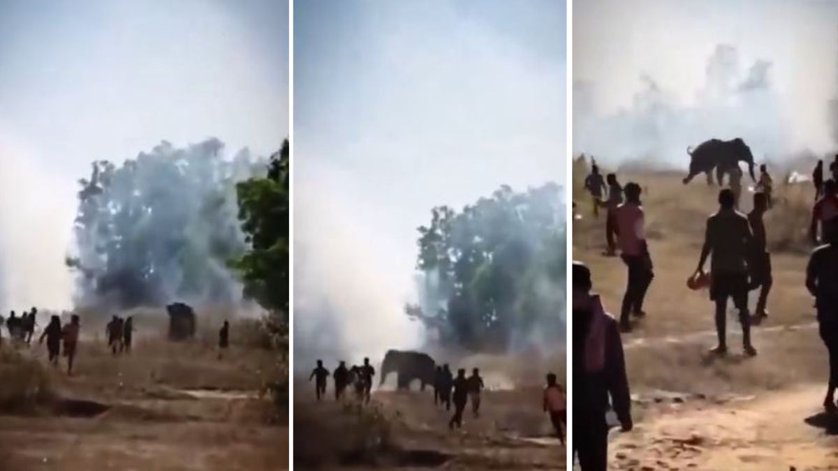 elephant-attack-jharkhand-kills-22-in-nine-days - 1